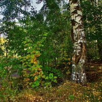 В лесу :: Наталья Лакомова