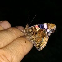 прирученные бабочки 3 :: Александр Прокудин