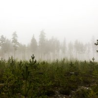 Лесные туманы :: Nika Polskaya
