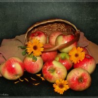 Спелые яблоки :: °•●Елена●•° ♀