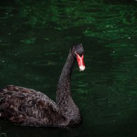Чёрный лебедь на пруду... :: Игорь Осипенко