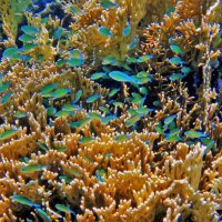 Коралловые сады бухты Пенси-Утопия... :: Sergey Gordoff