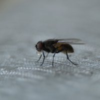Комнатная муха :: Samus Samusevich