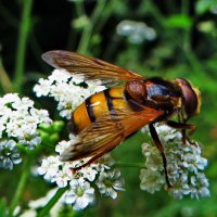 Цветочная муха ( Volucella zonaria) :: vodonos241 