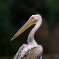 Самка розового пеликана :: олег 