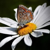 Про бабочку. :: Татьяна Глинская