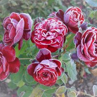 Осенние розы. :: Наташа С 