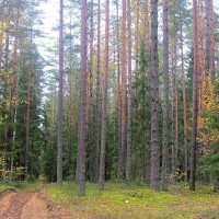 Осенний лес :: Виталий Андрейчук