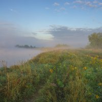 Средь пижмы гуляя у Клязьмы-реки, туманы восхода вдыхая... :: Igor Andreev