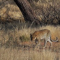 Леопард.   Животный Мир Африки. :: Jakob Gardok