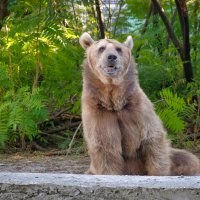 Портрет бурого медведя :: Александр Гапоненко