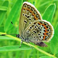 *Голубя́нка аргус, или большой аргус (Plebejus argus). :: vodonos241 