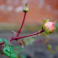Нежность. Капли осеннего дождя на позднем бутоне розы. :: Анна Чуприна