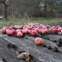 Осенний урожай. :: Андрей Зайцев