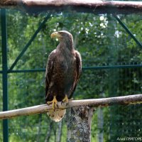 В Белгородском зоопарке (15) :: Алла Григоренко