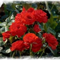 Розы растут на клумбе при храме. :: Anatol L