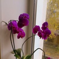 Орхидея в цвету . :: Мила Бовкун
