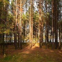 В сентябрьском лесу :: Татьяна Соловьева