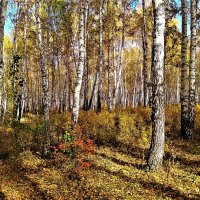 Осенний лес :: Татьяна Котельникова