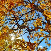 Солнце в кленовых листьях :: Olcen Len
