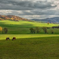 далеко , далеко , на лугу пасутся коооо . :: Игорь Ребров