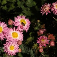 Хризантемы последние цветы уходящего года.... :: barsuk lesnoi