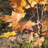 Осенние краски - канадский клён :: Вячеслав & Алёна Макаренины