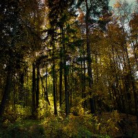 Осенний лес :: E.V.Geniy .