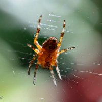 Начеку... или Янтарный паук :: Тамара Бедай 
