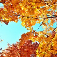 Небо, листья, октябрь :: Сергей Землянский