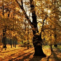 Осень в старинном парке. :: Евгений Яхим