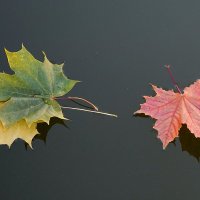 Листья на воде. :: Татьяна Помогалова