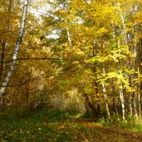 Осенний лес :: Татьяна Лобанова