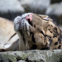 Дымчатый леопард :: Владимир Шадрин