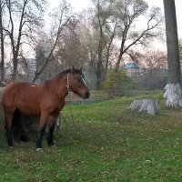 Погружение в природу 2 ...осень и лошадь... :: Наталья Natupans