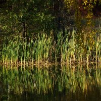 Золотая осень на озере :: Олег Пучков