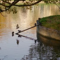 Птицы в саду :: Елена 