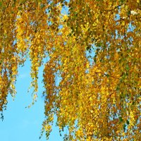 Осенние листья гирляндой повисли... :: Raduzka (Надежда Веркина)
