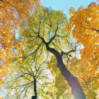 Деревья и осень! :: Валентина  Нефёдова 