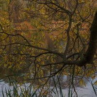 Деревья осенью дышали :: Владимир Гилясев
