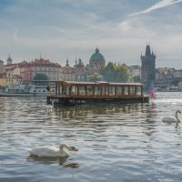 Swans in Prague :: Sergey Oslopov 