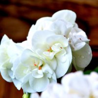 Цветок белой герани... :: Aлександр **