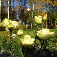 Прощальный хоровод октябрьских роз :: Ирина 