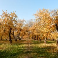 Осень в старом яблоневом саду. Коломенское. :: ТаБу 