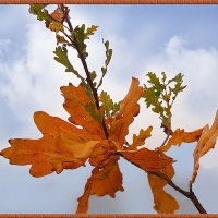 Осенние листья-картинка на стене :: георгий  петькун 