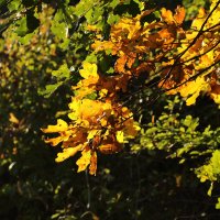 Осенние листья :: Eduard Mezker