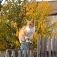 Рыжий кот на фоне рыжей осени :: Татьяна Носова