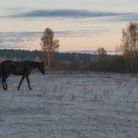 Ахалтекинец на осеннем выгуле. :: Виктор Евстратов