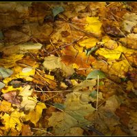 "На ковре из жёлтых листьев..." :: san05 -  Александр Савицкий