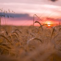 Пшеница на закате :: Евгений Курбатов
